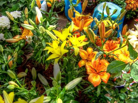 Free Stock Photo of Orange and yellow flowers