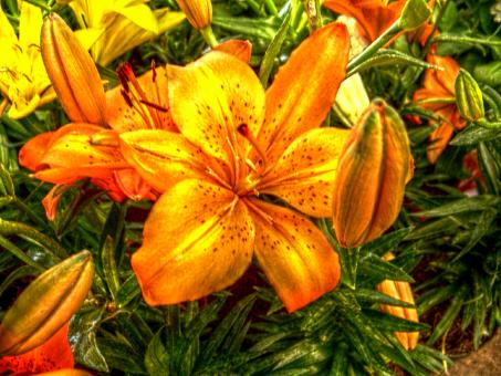 Free Stock Photo of Orange and yellow flower