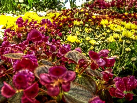 Free Stock Photo of Red and yellow hdr flowers