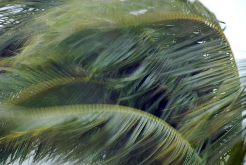 Free Stock Photo of Palms in the Storm, Islamorada, Florida,