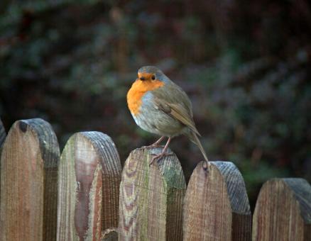 Free Stock Photo of Robin in Winter