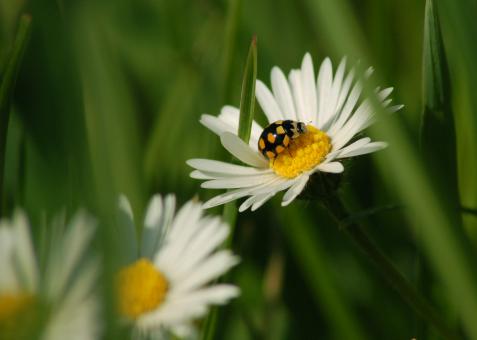 Free Stock Photo of Ladybug