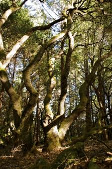 Free Stock Photo of Trees