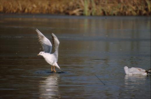 Free Stock Photo of Birds