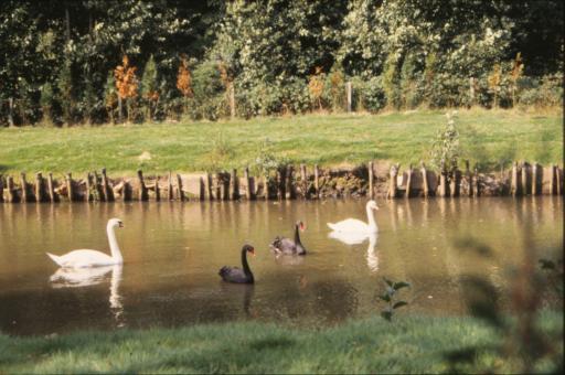 Free Stock Photo of Swans and ducks