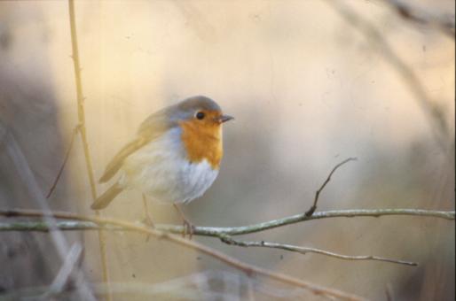 Free Stock Photo of Bird with orange cheast