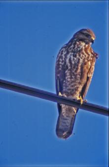 Free Stock Photo of Hawk