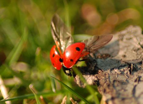 Free Stock Photo of Ladybug