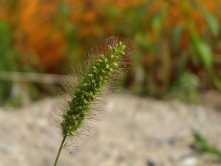 Free Stock Photo of Blade of grass