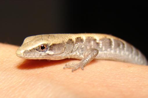 Free Stock Photo of Lizard On Hand