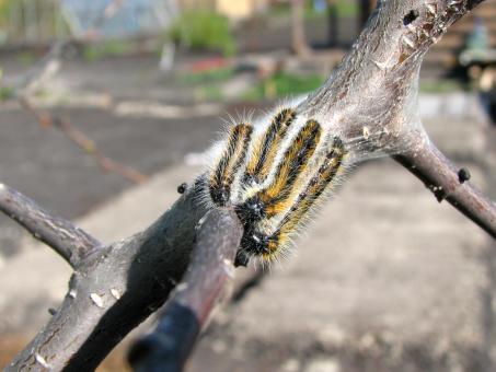 Free Stock Photo of Caterpillars