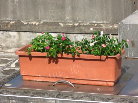 Free Stock Photo of Flowers in Trough-Shaped Pot