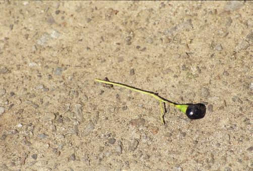 Free Stock Photo of Berry and Stem