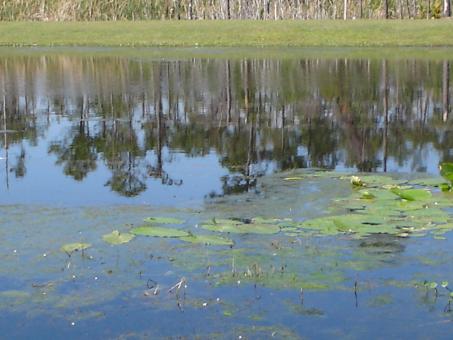 Free Stock Photo of Lily Pads on Lake