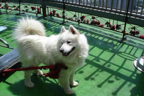Free Stock Photo of Dog of the sort kidskin