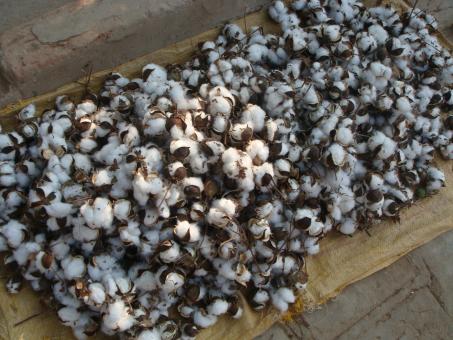 Free Stock Photo of Cotton crops