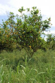 Free Stock Photo of Lemon Tree