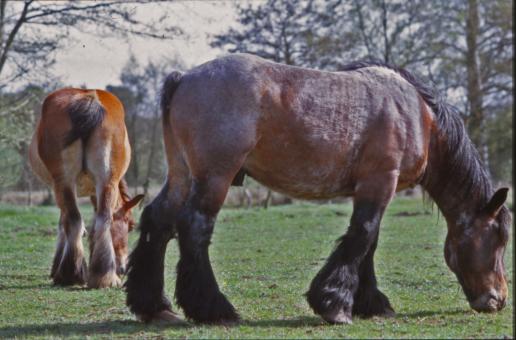 Free Stock Photo of Horses