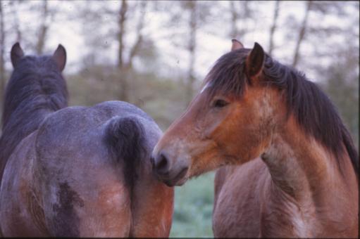 Free Stock Photo of Horses