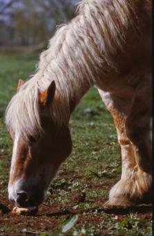 Free Stock Photo of Horse