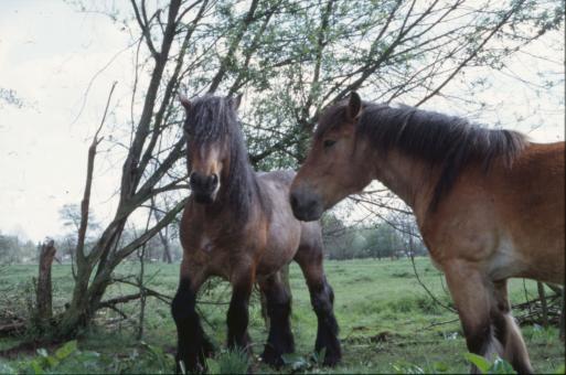 Free Stock Photo of Horses