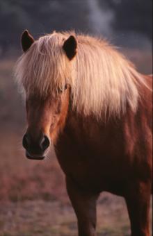 Free Stock Photo of Horse