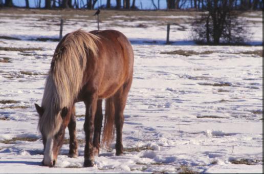 Free Stock Photo of Horse