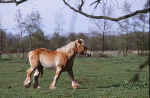 Free Stock Photo of Horse