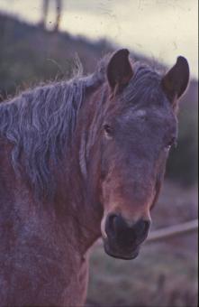 Free Stock Photo of Horse