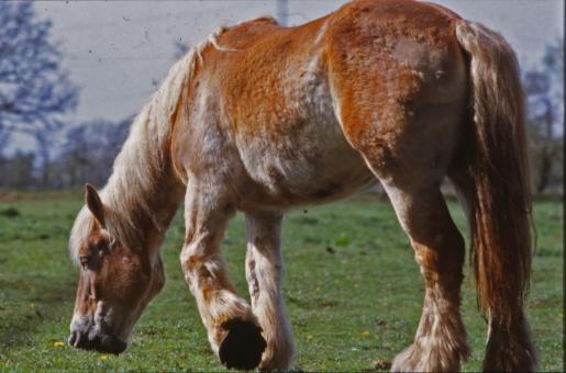 Free Stock Photo of Horse