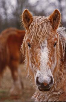 Free Stock Photo of Horses