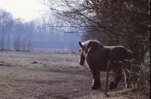 Free Stock Photo of Horse