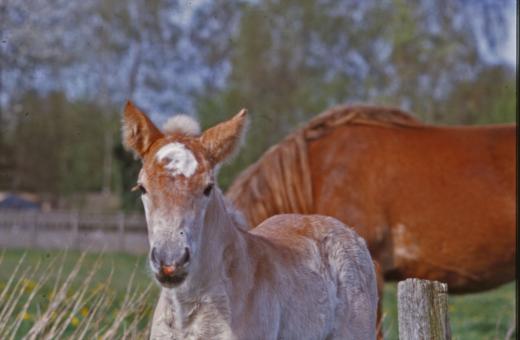 Free Stock Photo of Horses