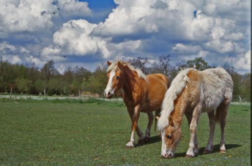Free Stock Photo of Horses