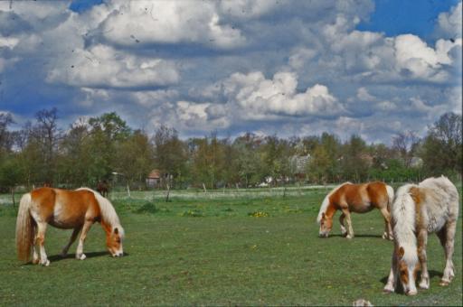 Free Stock Photo of Horses