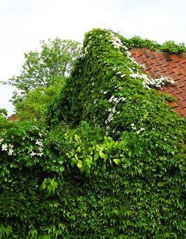 Free Stock Photo of Overgrown House