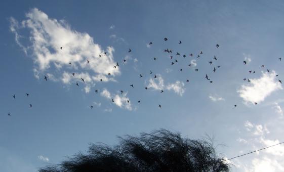 Free Stock Photo of Migration