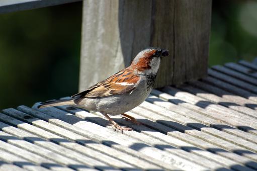 Free Stock Photo of Sparrow
