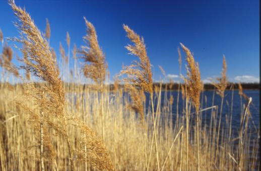 Free Stock Photo of Landscape