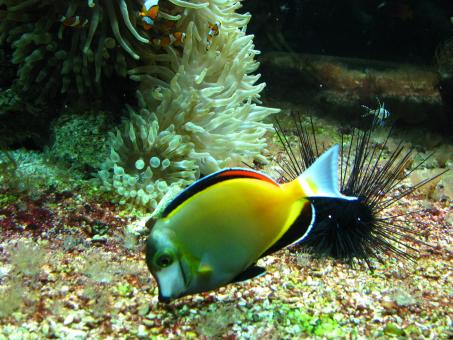 Free Stock Photo of Aquarium in oceanographic museum in Mont