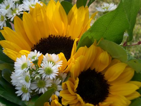 Free Stock Photo of Sun flowers