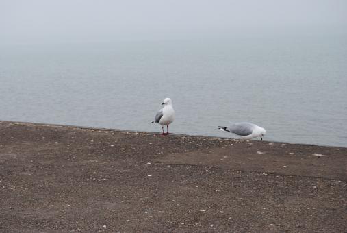 Free Stock Photo of Seagulls