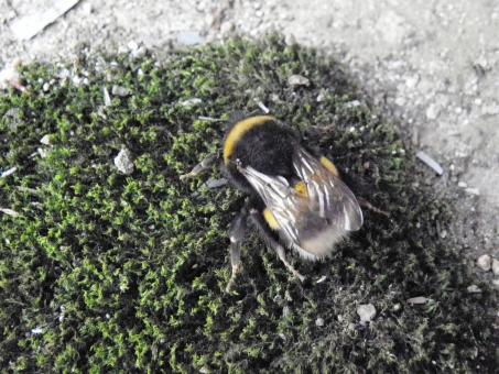 Free Stock Photo of Bumblebee in the first day of spring