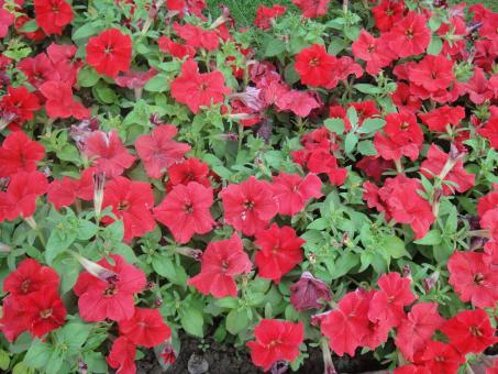 Free Stock Photo of Red Flowers