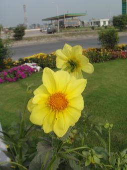 Free Stock Photo of Yellow Flowers