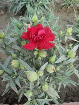 Free Stock Photo of Red Flower
