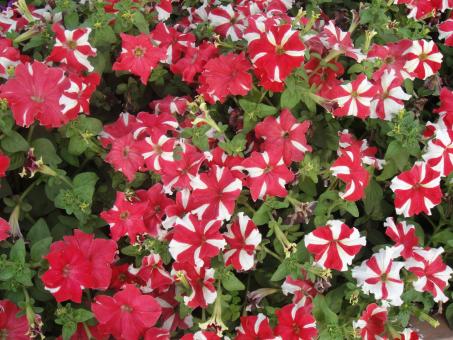 Free Stock Photo of Red and White Flowers