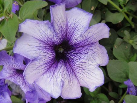 Free Stock Photo of Purple Flowers