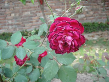 Free Stock Photo of Red Rose