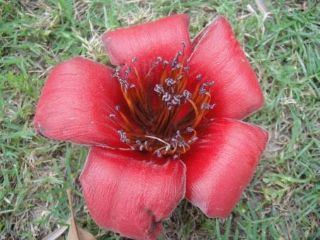 Free Stock Photo of Red Flower